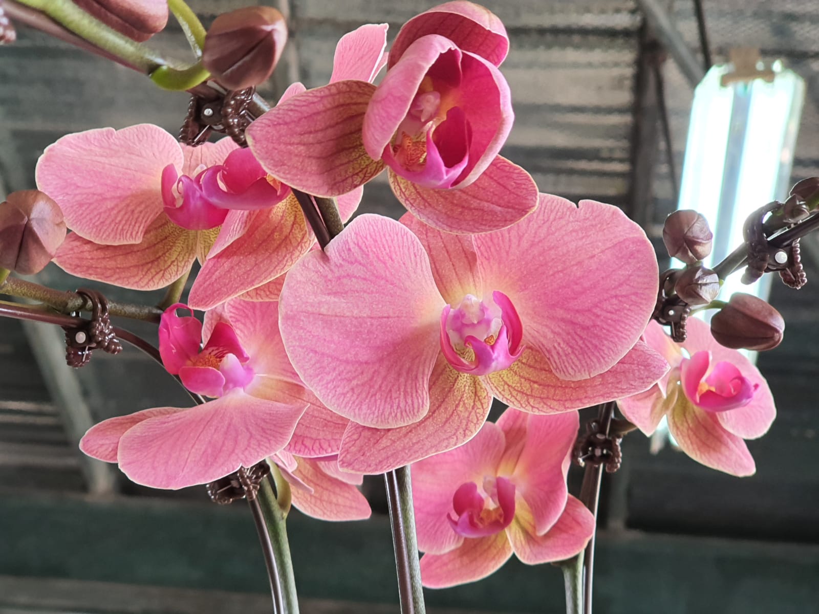 Cny Phalaenopsis Special Arrangement Toh Garden Singapore Orchid