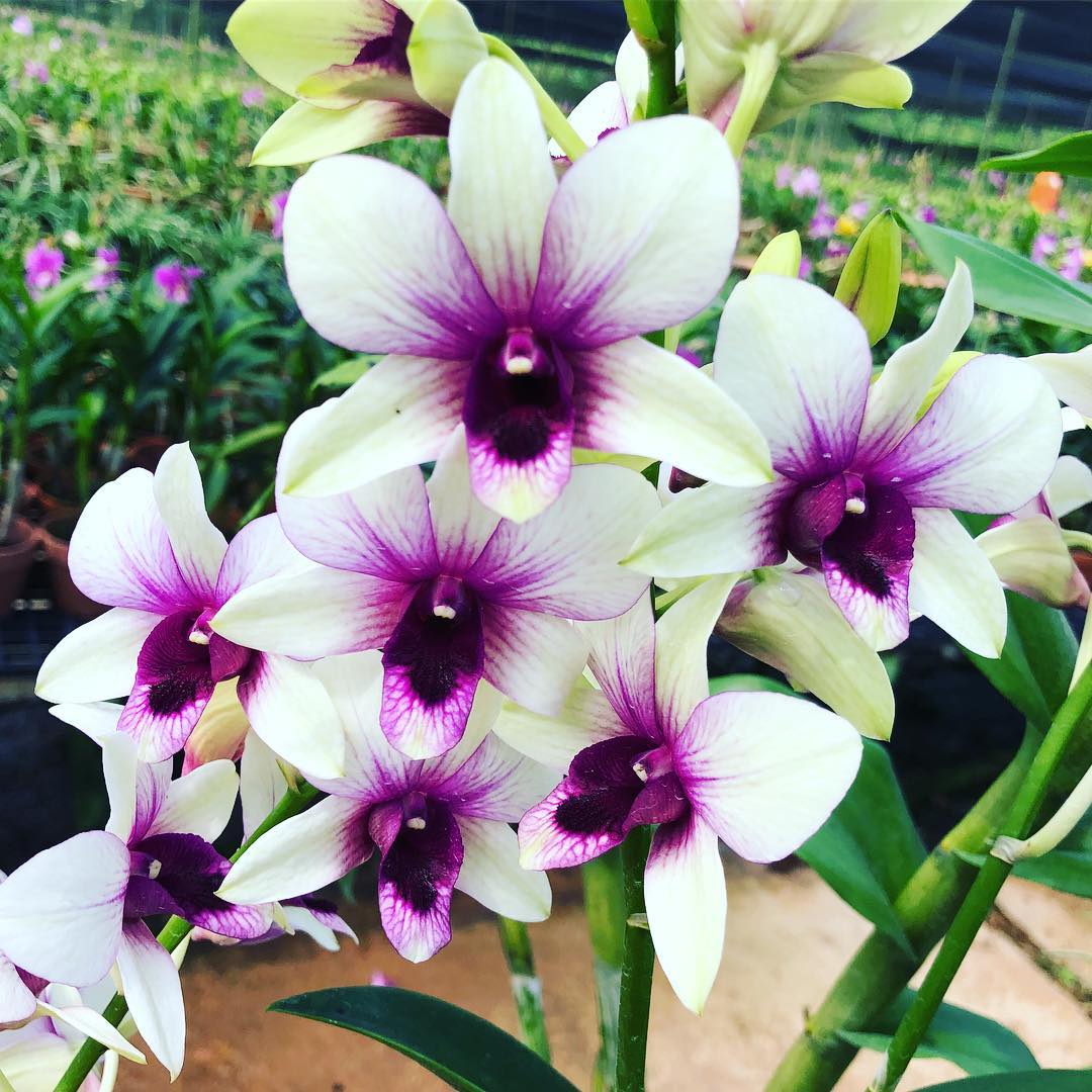 Dendrobium Singapore Changi Airport Alba Form Toh Garden