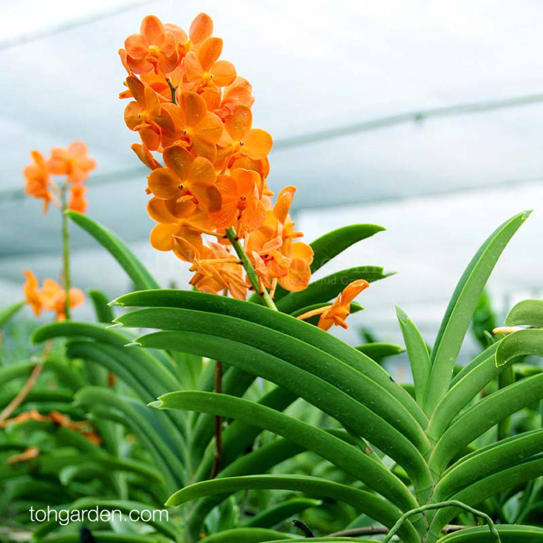 Vanda Ascocenda Suksamran Sunlight Toh Garden Singapore Orchid