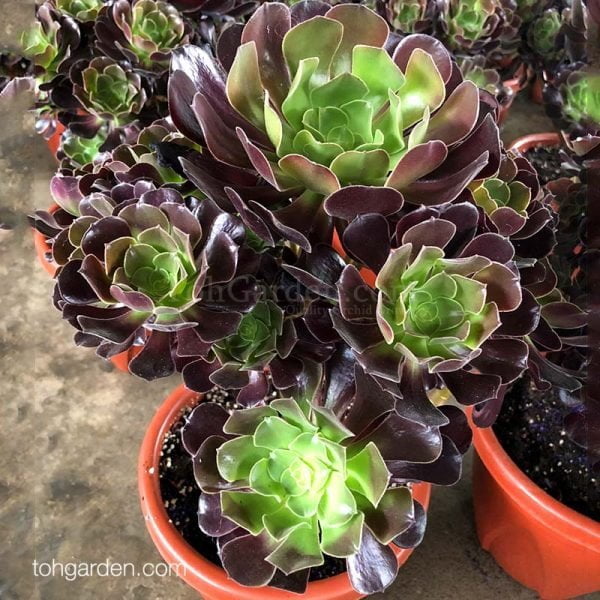 Echeveria Purple Toh Garden Singapore Orchid Plant Flower Grower