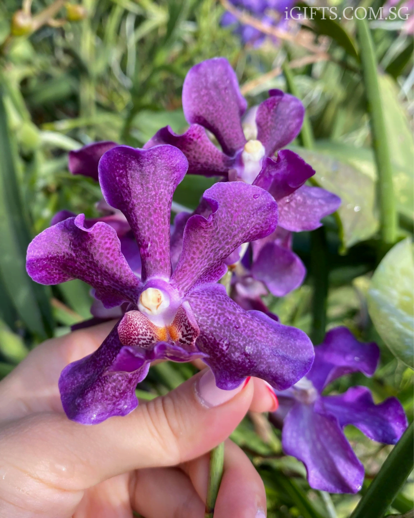 Papilionanda Chao Praya Violet Orchid Crystal Toh Garden Singapore