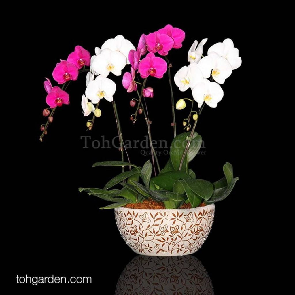 Bicolor Phalaenopsis Arrangement In Toh Garden Singapore Orchid