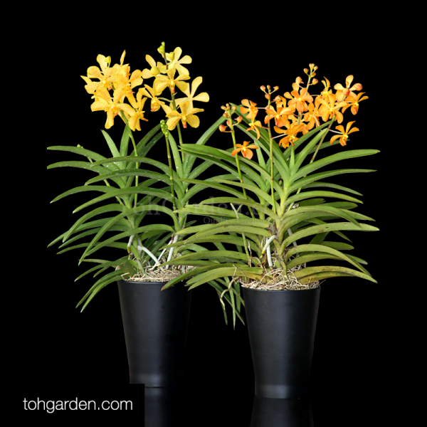 Aranda Moonlight Aranda Singa Gold Set Toh Garden Singapore