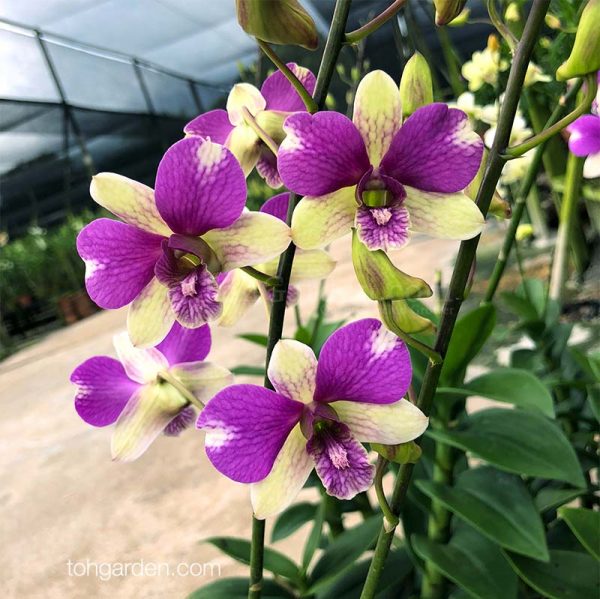 Dendrobium Burana Jade Hybrid Toh Garden Singapore Orchid Plant