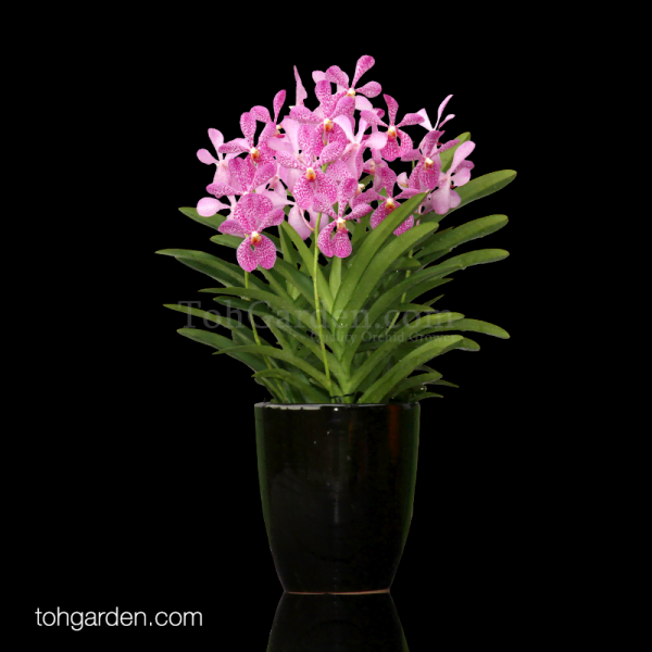 3 In 1 Aranda Christine Arrangement Toh Garden Singapore Orchid