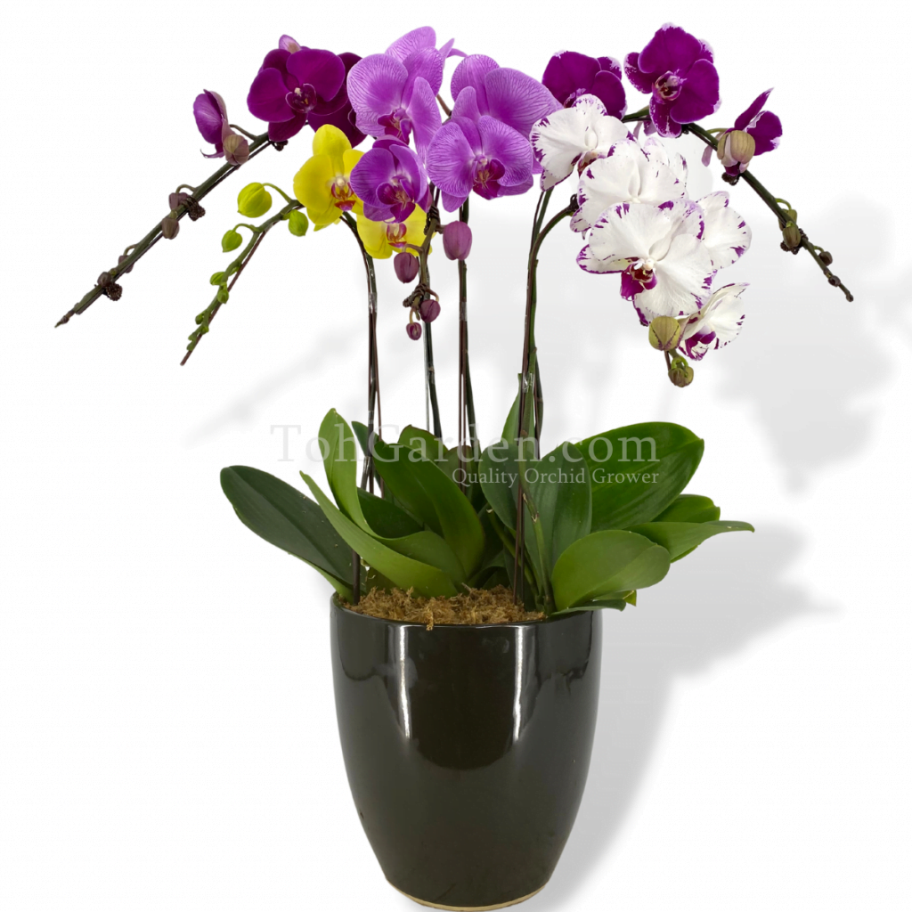 Multicolor Phalaenopsis 5 In 1 Toh Garden Singapore Orchid Plant