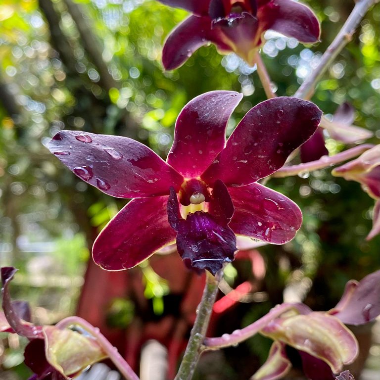 Dendrobium Hybrid Toh Garden Singapore Orchid Plant Flower Grower