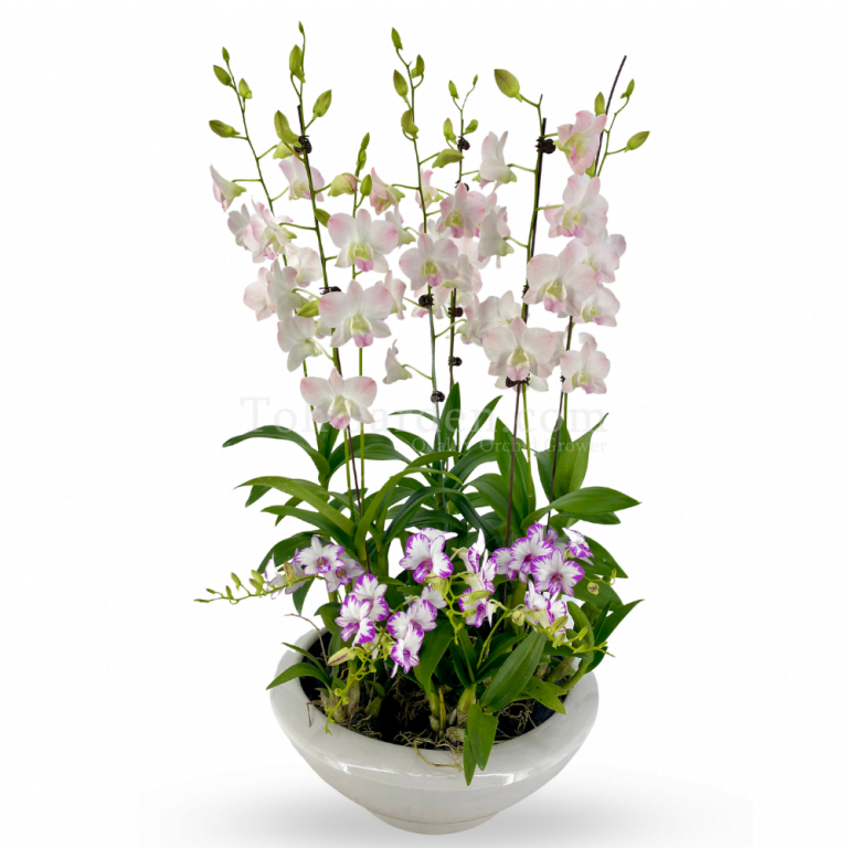 Dendrobium Peach Garden Arrangement Toh Garden Singapore Orchid