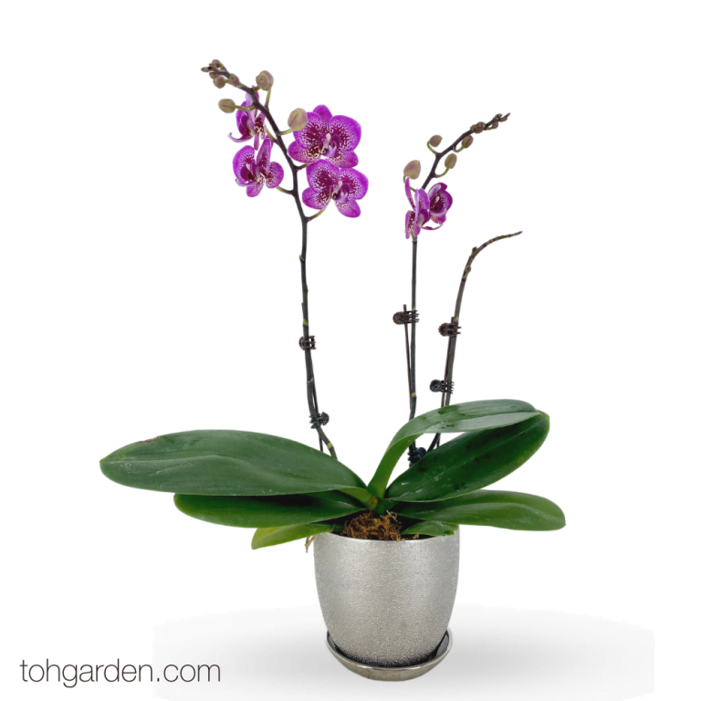 Phalaenopsis Arrangement Archives Toh Garden