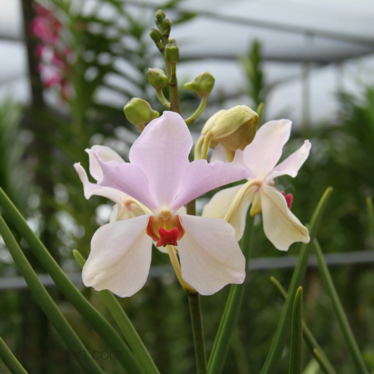 Papilionanda Pure Heart Toh Garden Singapore Orchid Plant Flower