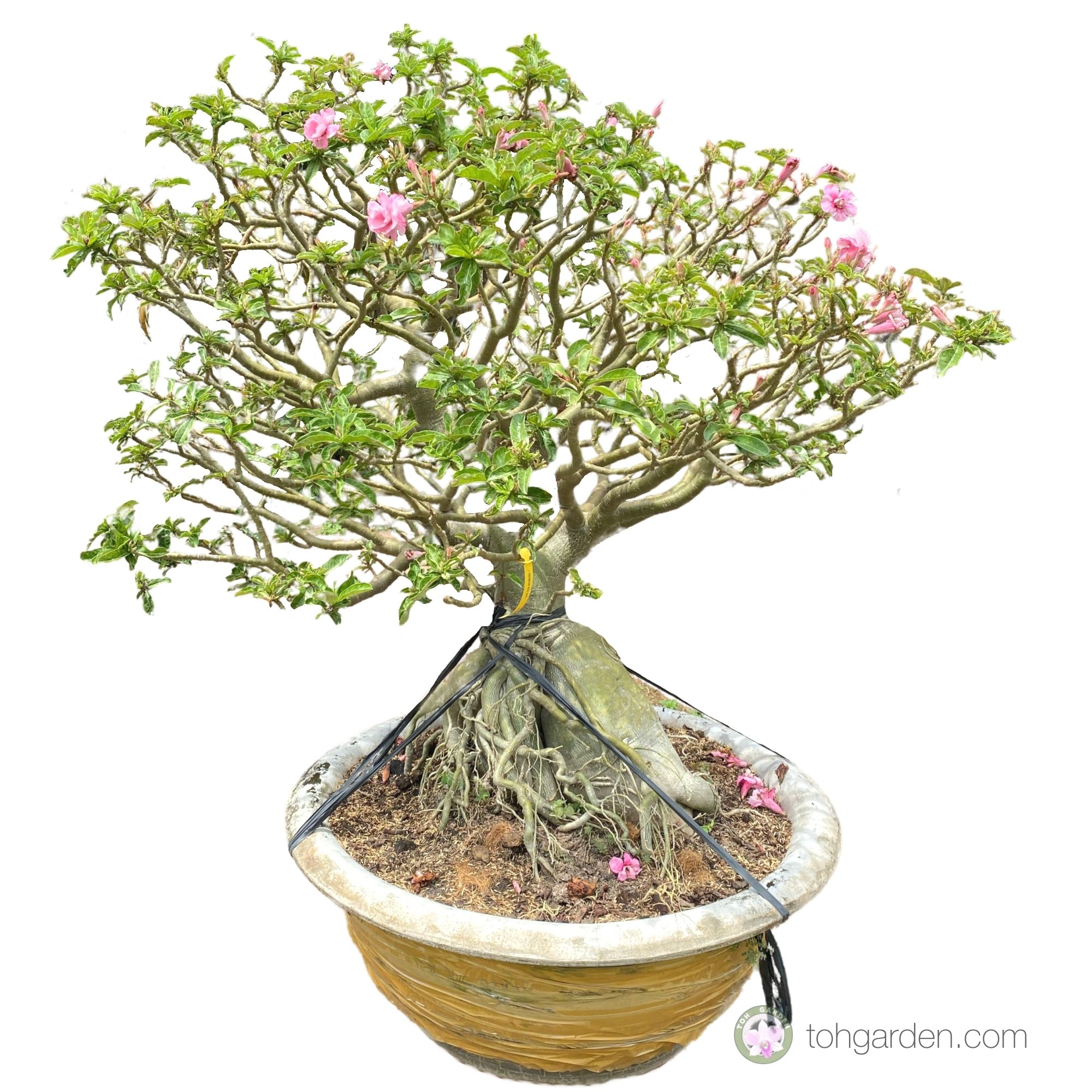 Adenium (Large Bonsai) Toh Garden Singapore Orchid Plant & Flower