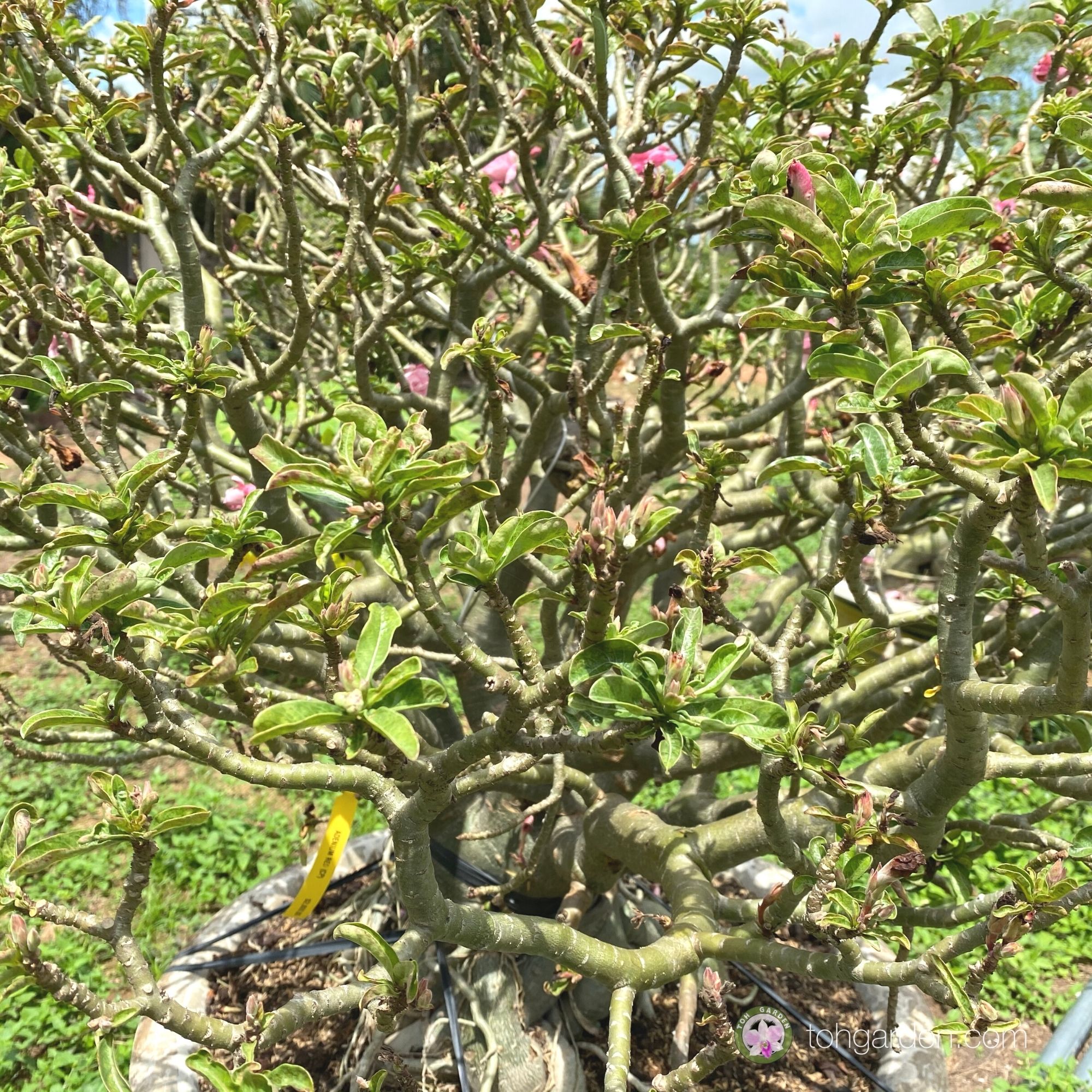 Adenium (Large Bonsai) Toh Garden Singapore Orchid Plant & Flower