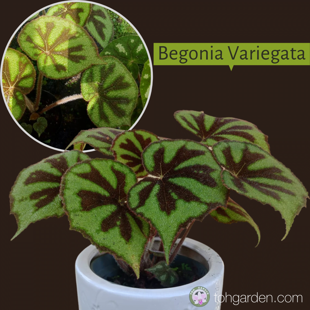 Begonia Variegata Toh Garden Singapore Orchid Plant & Flower Grower