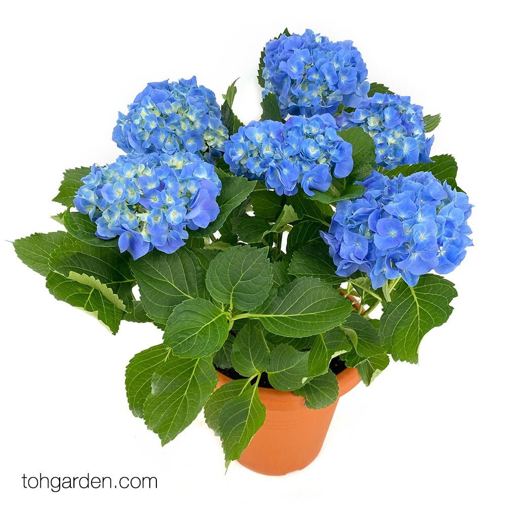 Blue Hydrangea - Toh Garden : Singapore Orchid Plant & Flower Grower