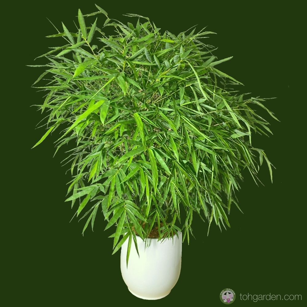 Buddha Belly Bamboo in Ceramic Pot - Toh Garden : Singapore Orchid ...