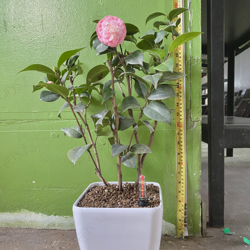 Camellia japonica With SelfWatering Pot Toh Garden Singapore