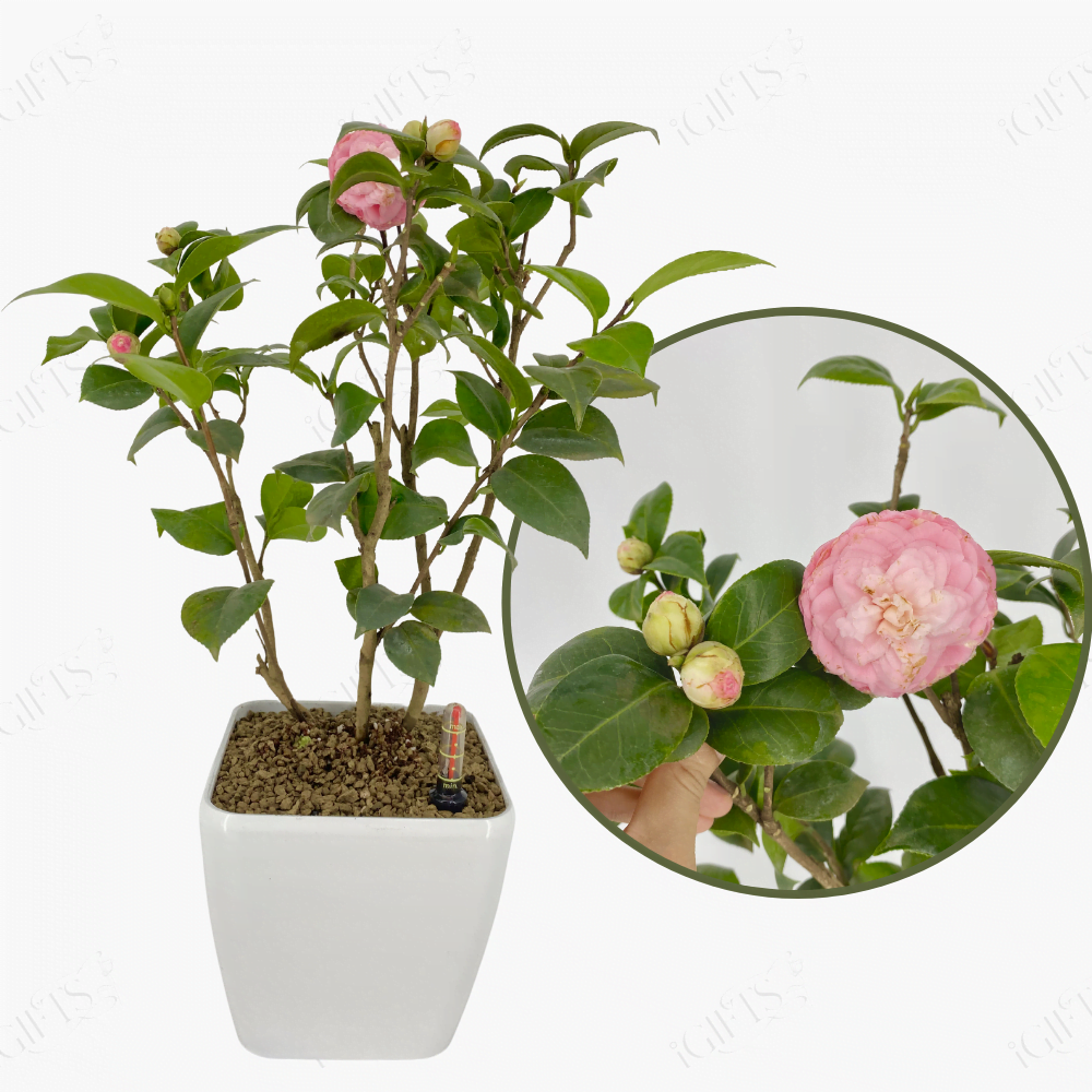 Camellia japonica With SelfWatering Pot Toh Garden Singapore