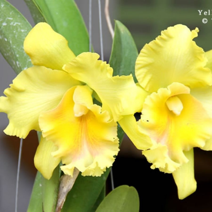 Cattleya Hybrids Large Flowers (Seasonal) - Toh Garden : Singapore ...