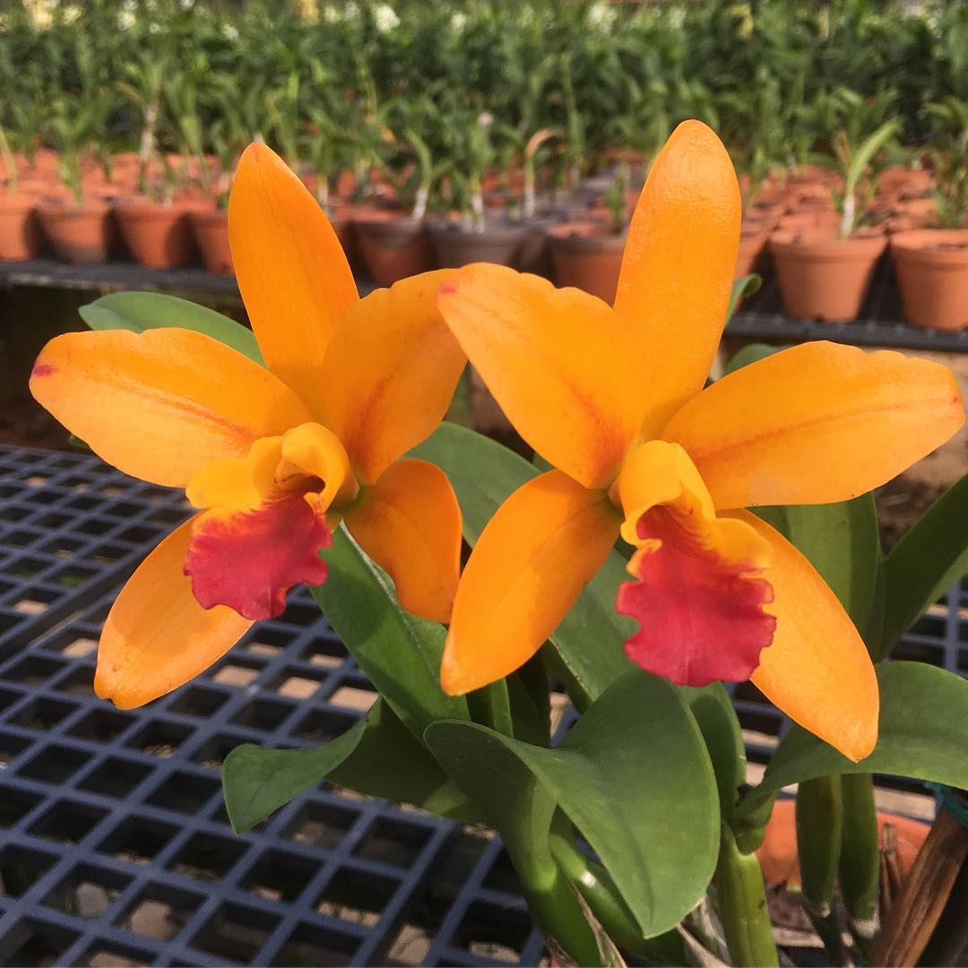 cattleya tohgarden orchid bright farmer