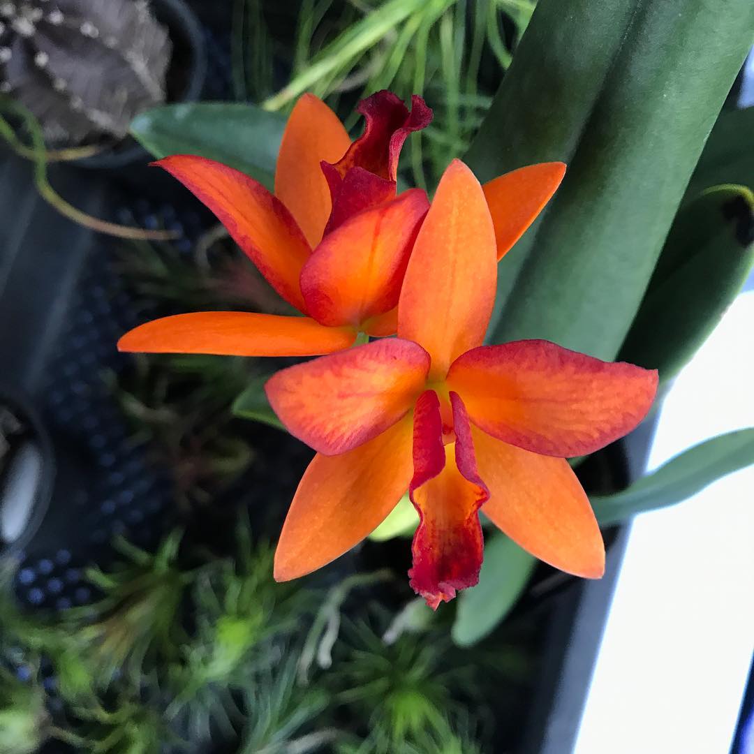 Cattleya Orange hybrid - Toh Garden : Singapore Orchid Plant & Flower ...