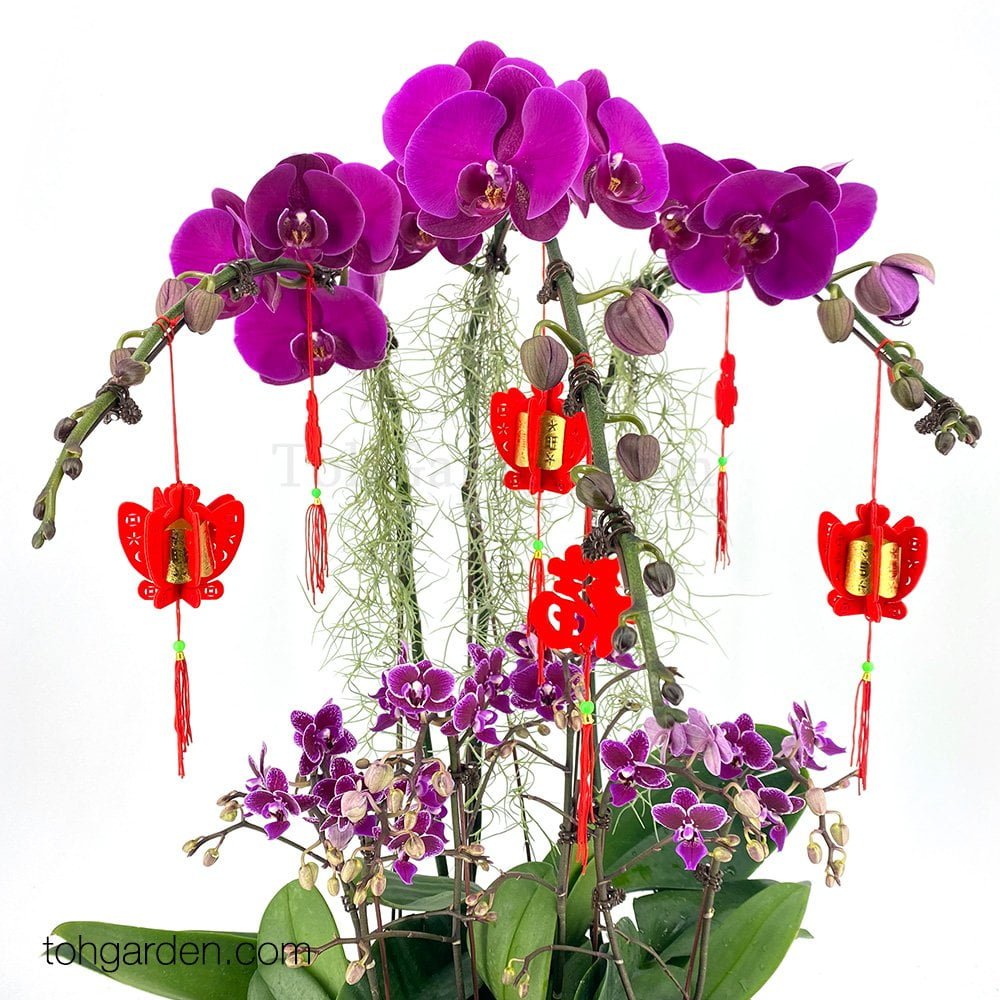 CNY Phalaenopsis Special Purple Toh Garden Singapore Orchid Plant