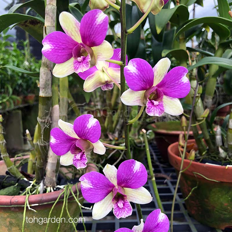 Dendrobium Burana Jade hybrid - Toh Garden : Singapore Orchid Plant ...