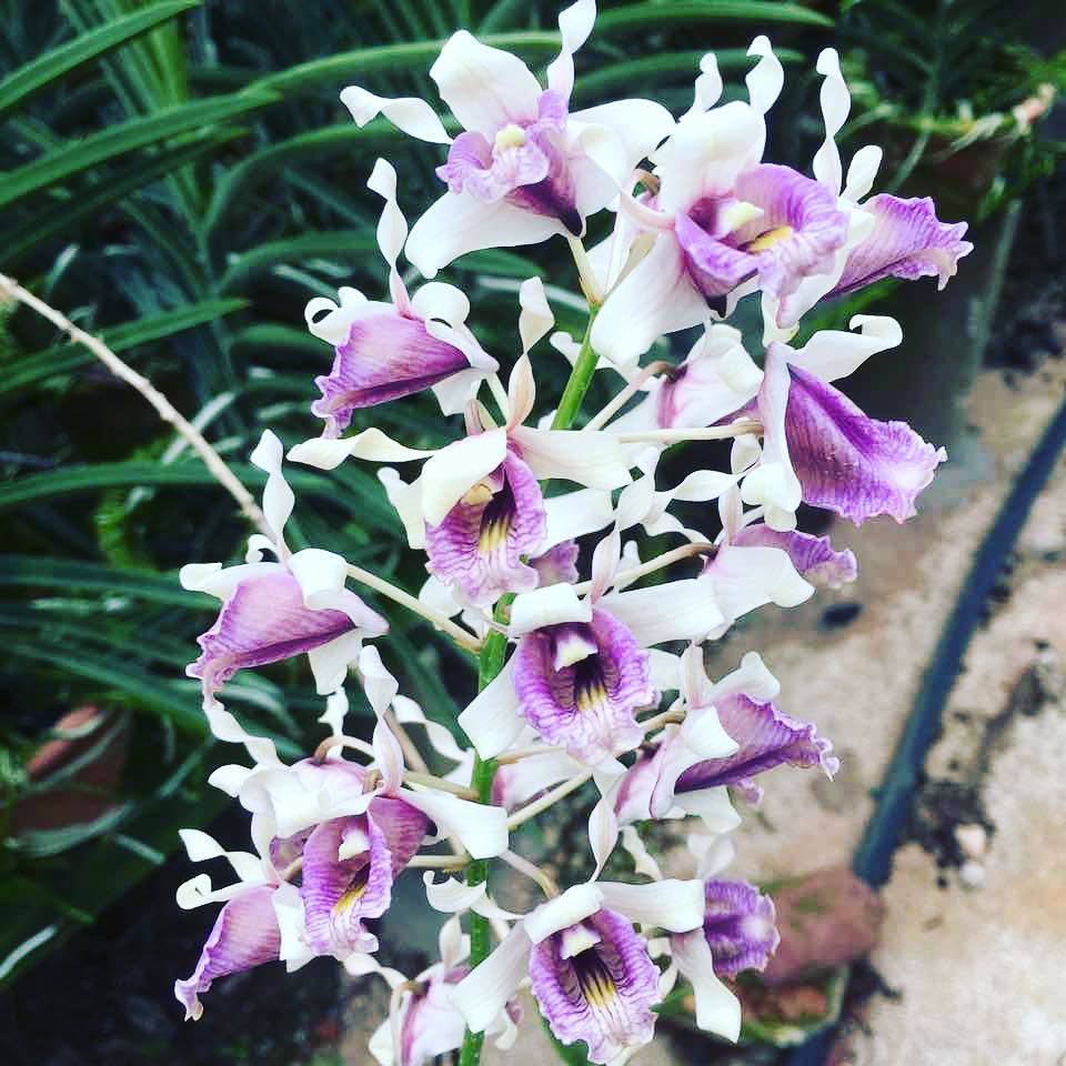 Dendrobium Nindii Toh Garden Singapore Orchid Plant Flower Grower