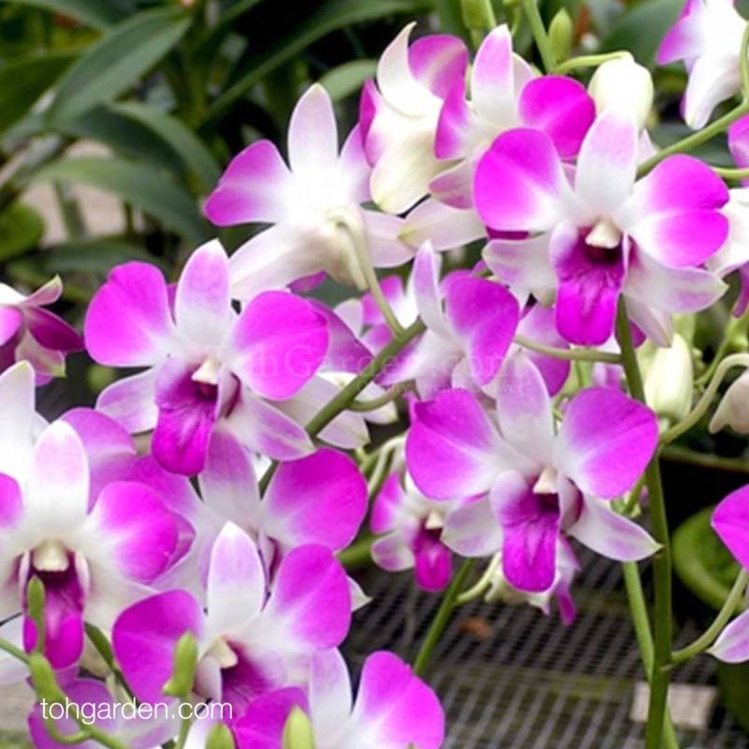 Dendrobium Sophia Blackmore - Toh Garden : Singapore Orchid Plant ...