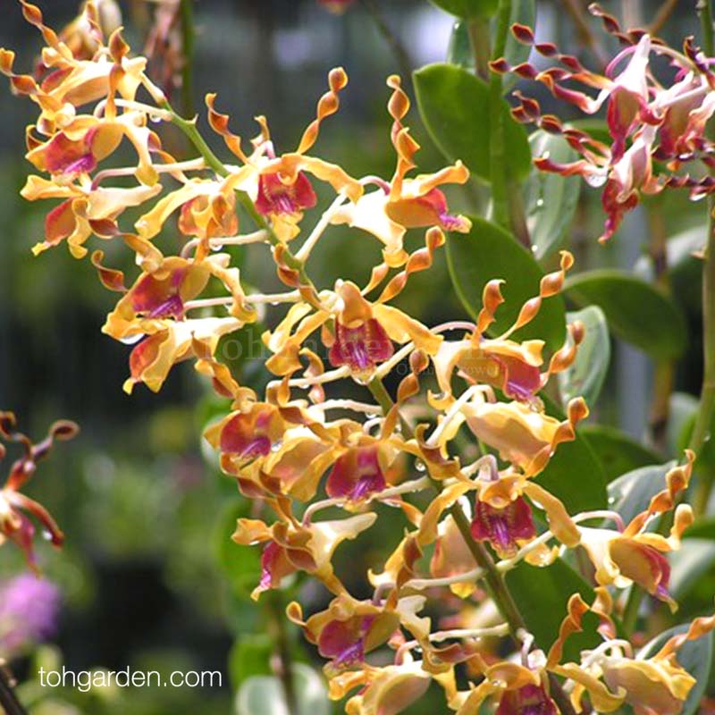 Dendrobium Spatulata hybrids Toh Garden Singapore