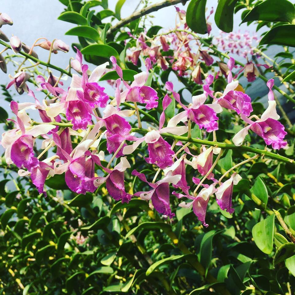 Dendrobium Taurinum Toh Garden Singapore Orchid Plant Flower Grower