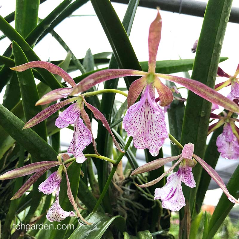 Encyclia Ginger Snap Toh Garden Singapore Orchid Plant & Flower Grower