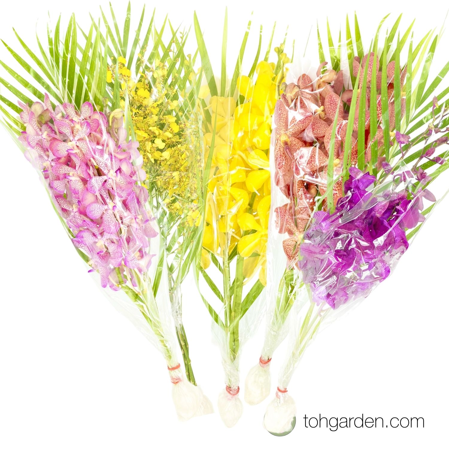 Fresh Cut Orchids Toh Garden Singapore Orchid Plant & Flower Grower