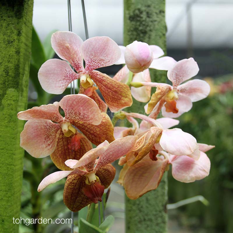 Hanging V. Suksamran Spot x Chindavat - Toh Garden : Singapore Orchid ...