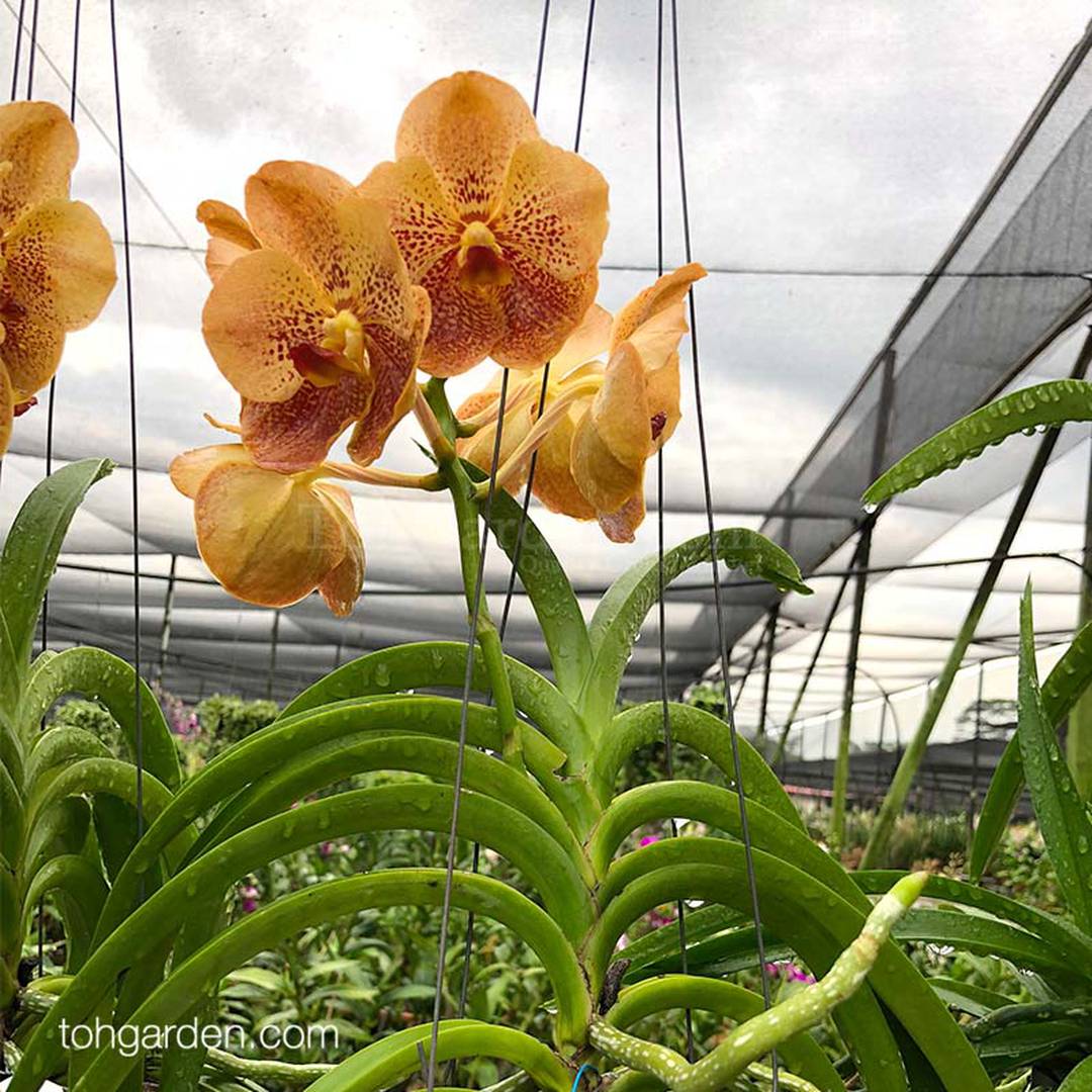 Hanging Vanda Hybrid (Seasonal) Toh Garden Singapore Orchid Plant & Flower Grower