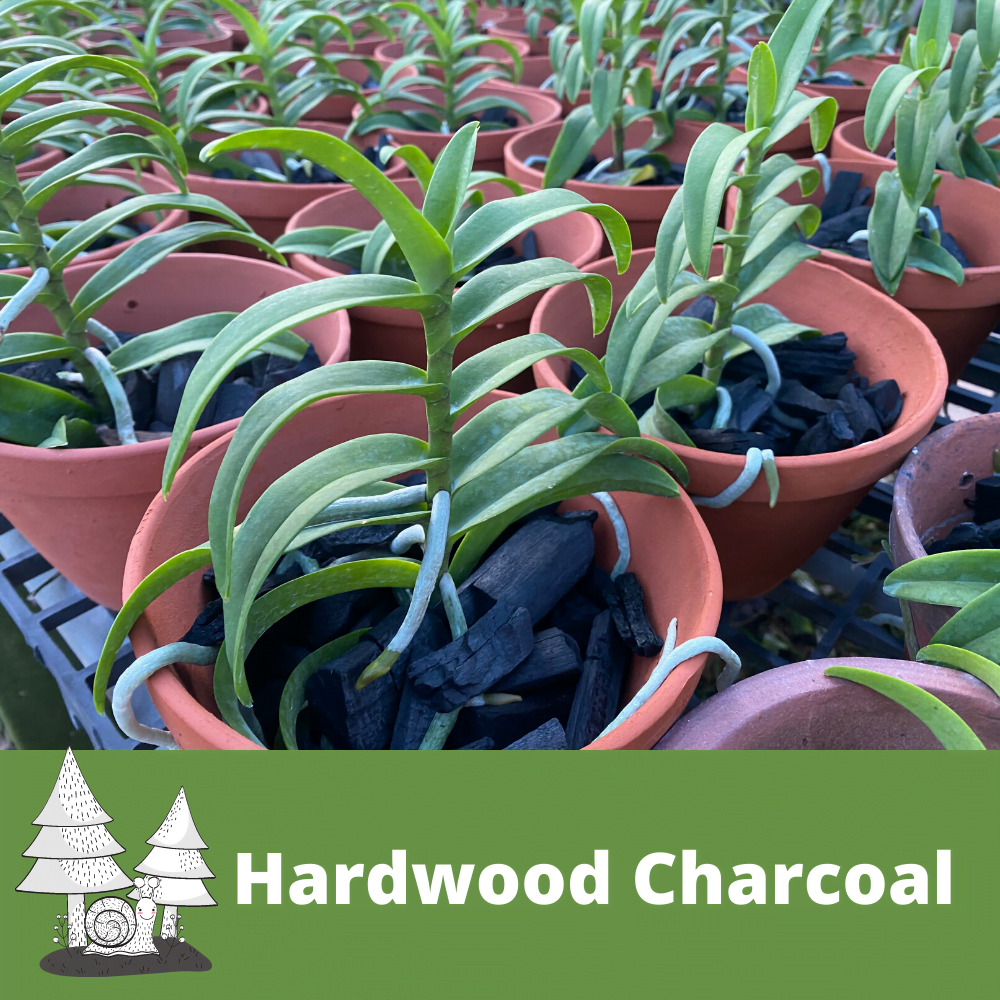 Hardwood Charcoal For Growing Orchids Toh Garden Singapore Orchid