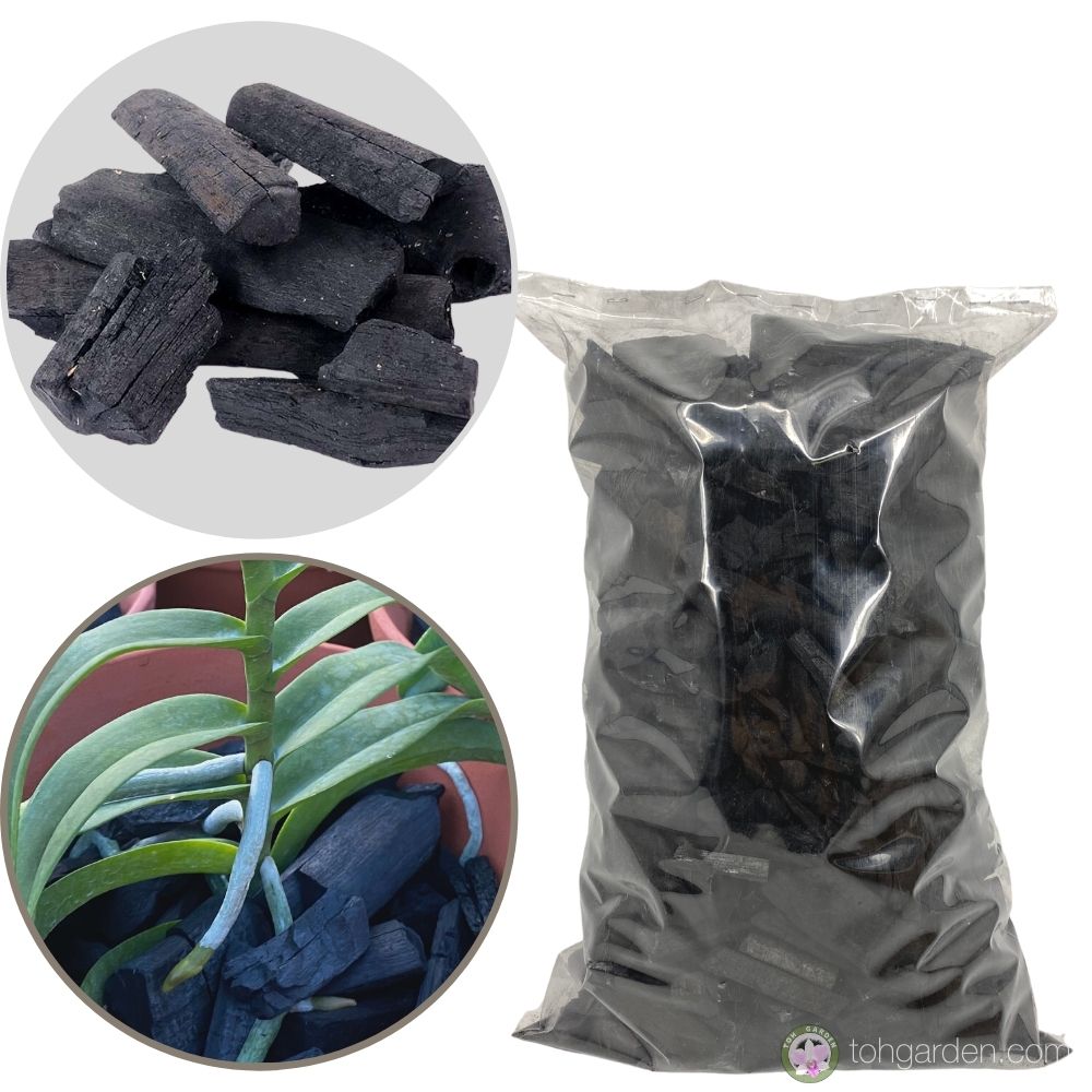 Hardwood Charcoal For Growing Orchids Toh Garden Singapore Orchid