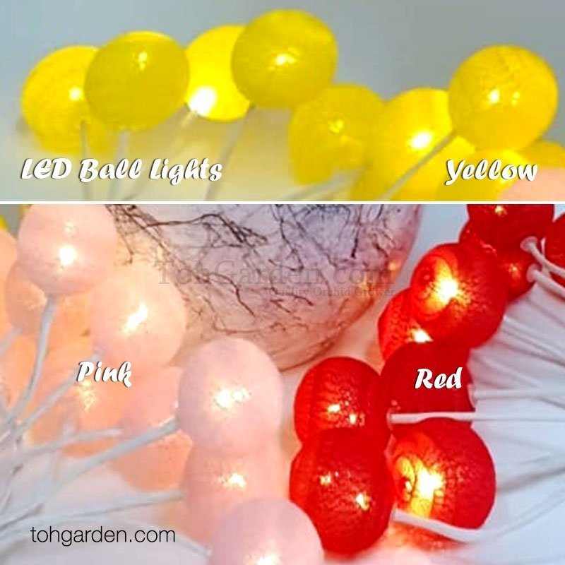 LED Cotton Ball Lights (Red) Toh Garden Singapore Orchid Plant