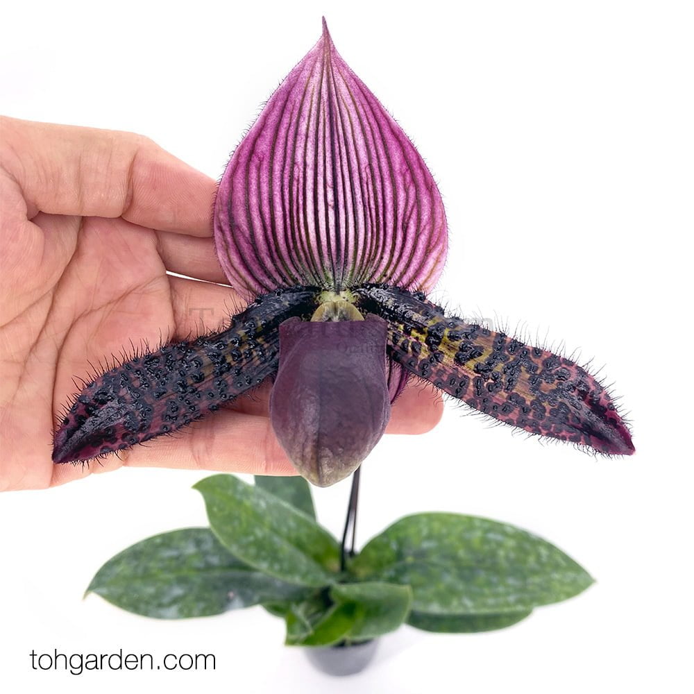 Paphiopedilum Hybrid - Toh Garden : Singapore Orchid Plant & Flower Grower