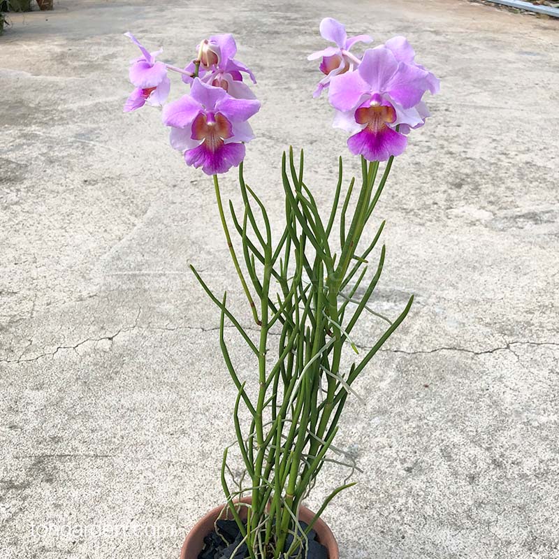 Papilionanthe (Vanda) Miss Joaquim hybrids Toh Garden Singapore