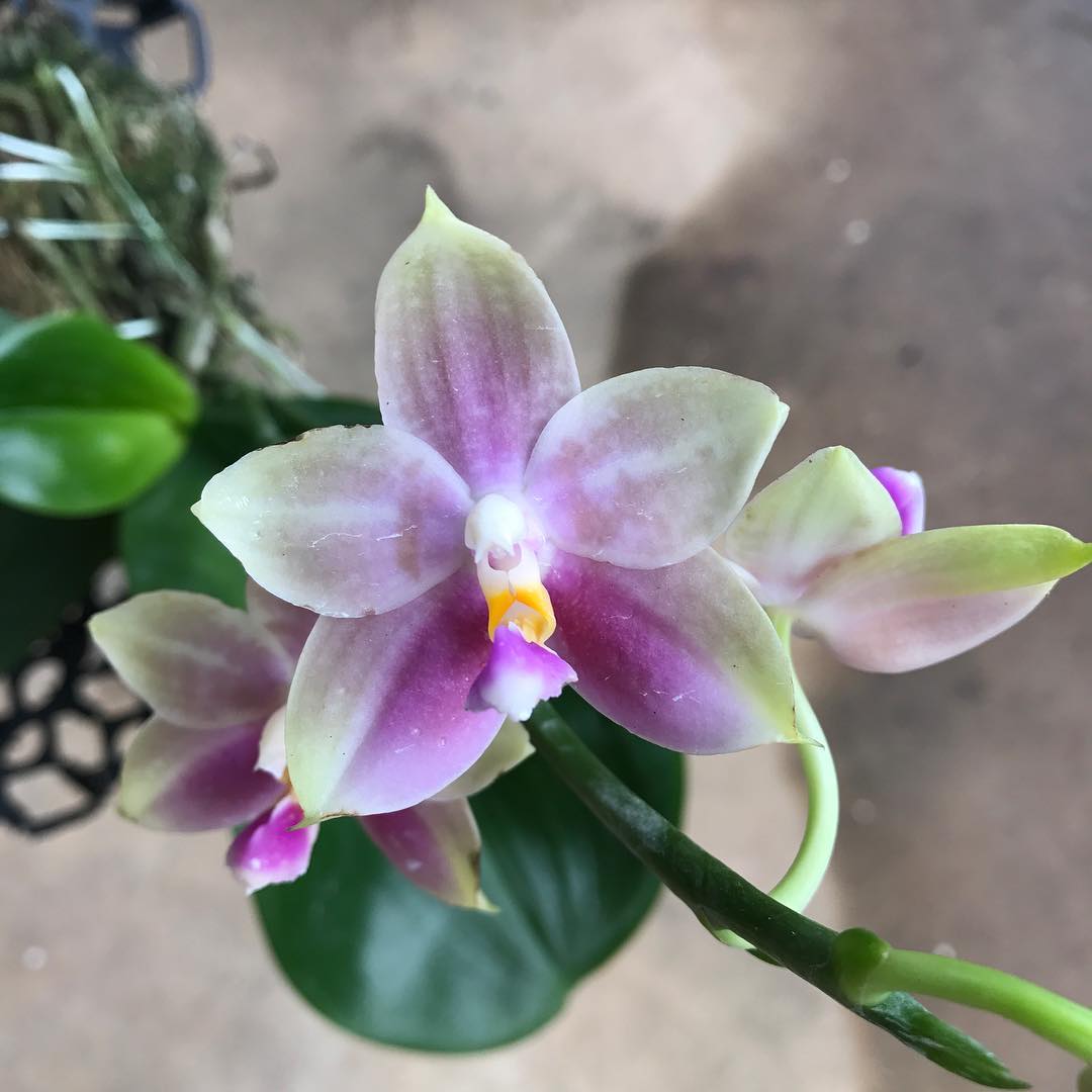 Phalaenopsis Var Hybrids - Toh Garden : Singapore Orchid Plant & Flower ...