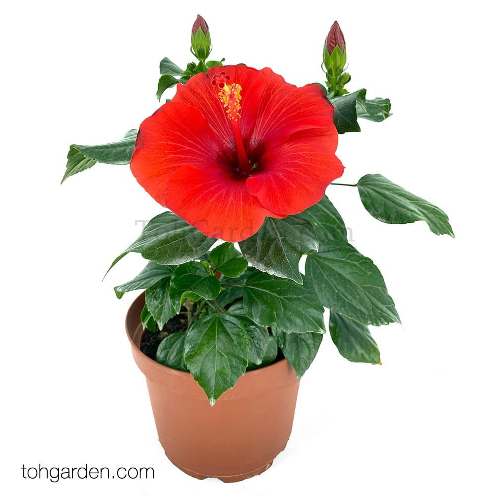 Red Hibiscus (Malvaceae) Toh Garden Singapore Orchid Plant & Flower