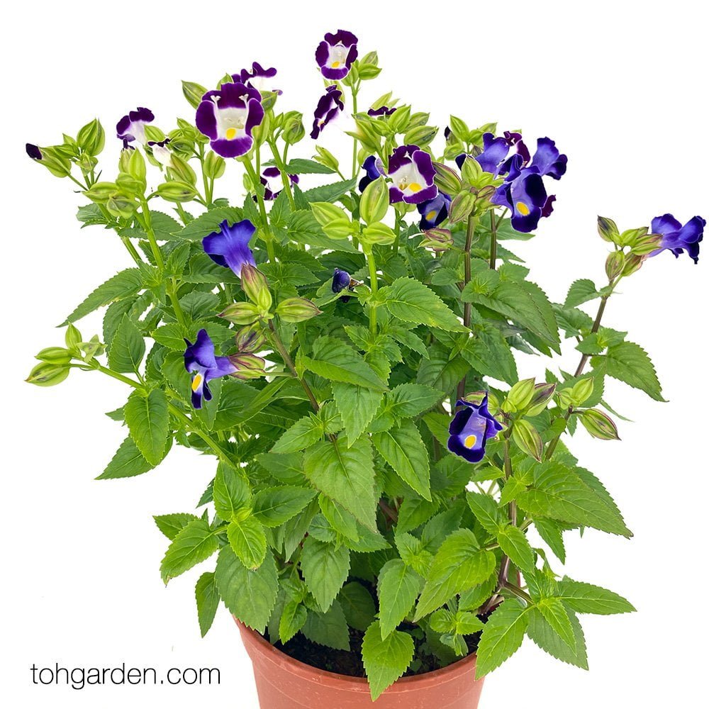 Torenia fournieri Toh Garden Singapore Orchid Plant & Flower Grower