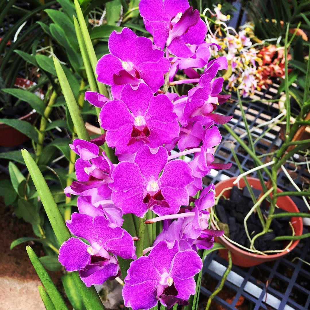 Vanchoanthe Herbert Kurihara (Cutting) - Toh Garden : Singapore Orchid ...