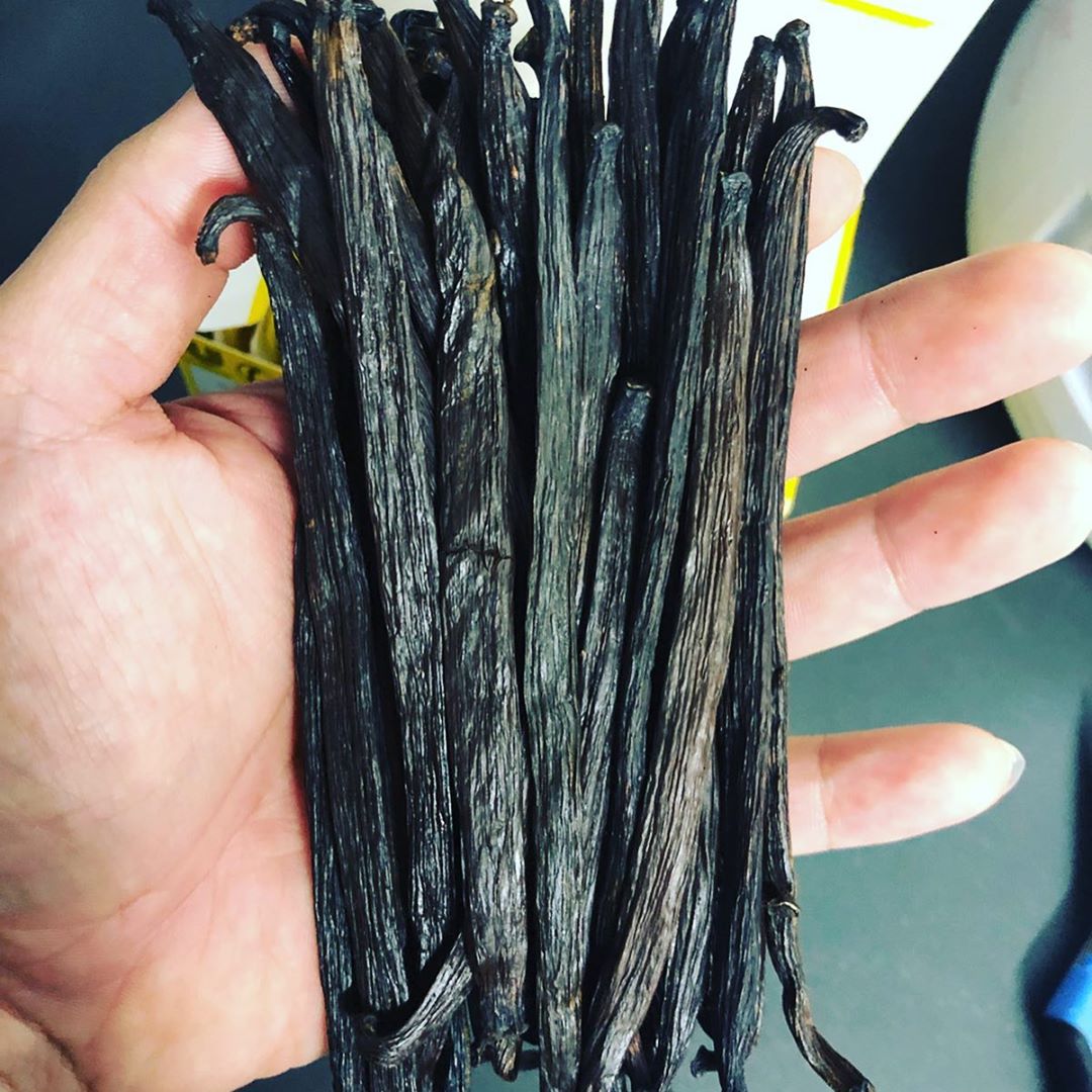 Vanilla Bean Pods Toh Garden Singapore Orchid Plant & Flower Grower