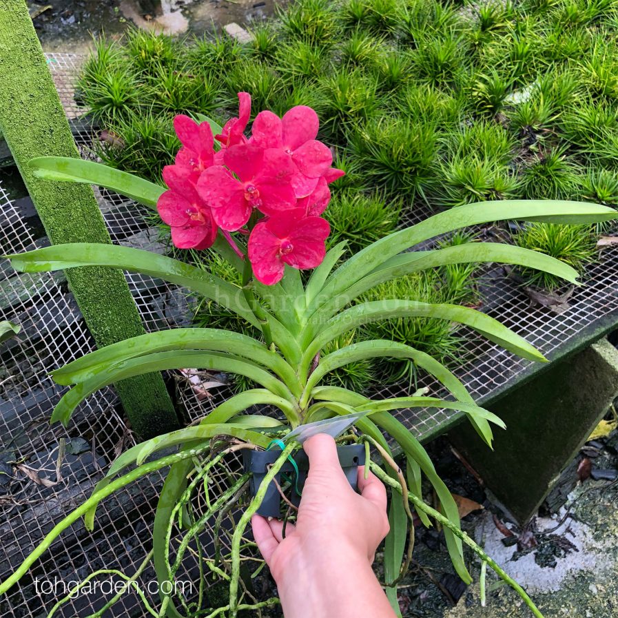 This orchid is a hybrid between Ascocenda Peggy Foo x Ascocentrum Curviflorium x Ascocenda Wilas. A stalk of up to 8, 5cm vibrant red flowers are produced. Best grown in a hanging basket, this compact plant is perfect for small apartments and gardens. Light requirement: 70% sunlight