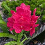 This orchid is a hybrid between Ascocenda Peggy Foo x Ascocentrum Curviflorium x Ascocenda Wilas. A stalk of up to 8, 5cm vibrant red flowers are produced. Best grown in a hanging basket, this compact plant is perfect for small apartments and gardens. Light requirement: 70% sunlight