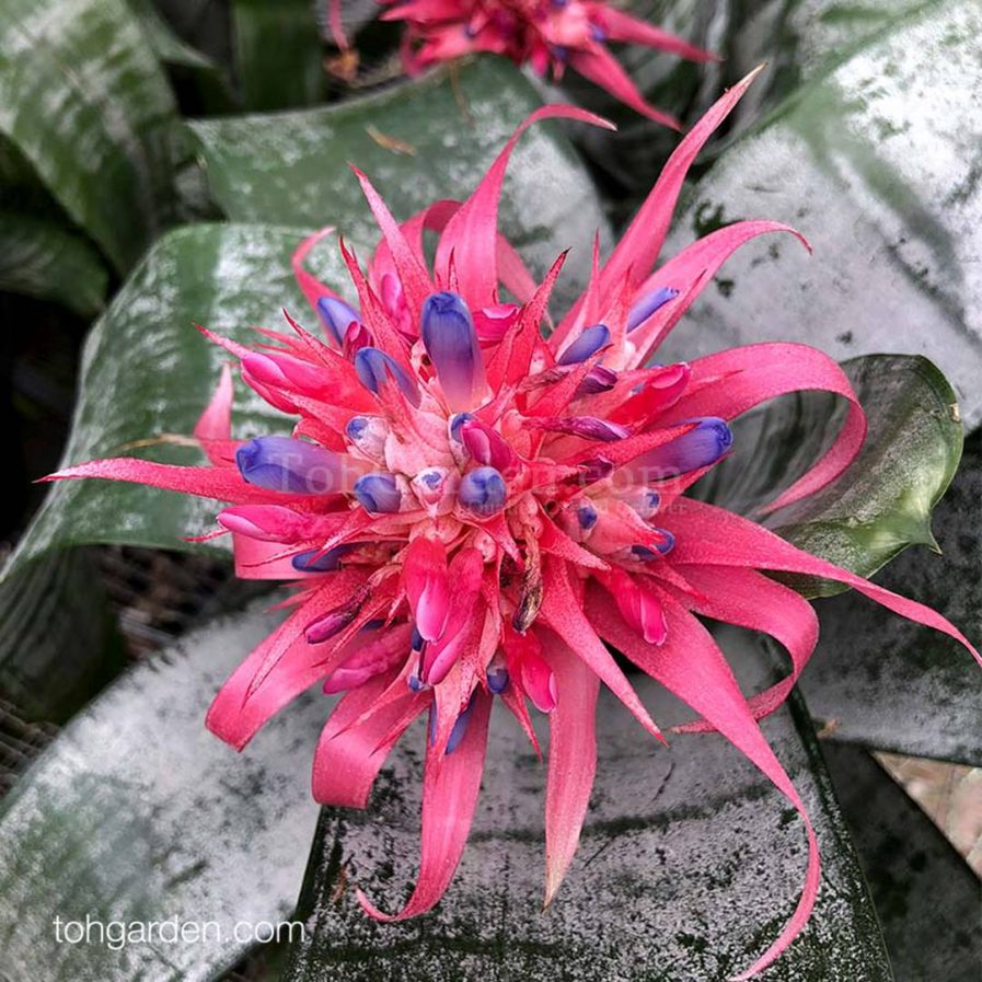 Aechmea fasciata