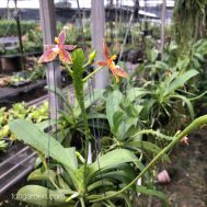 Phalaenopsis cornu cervi