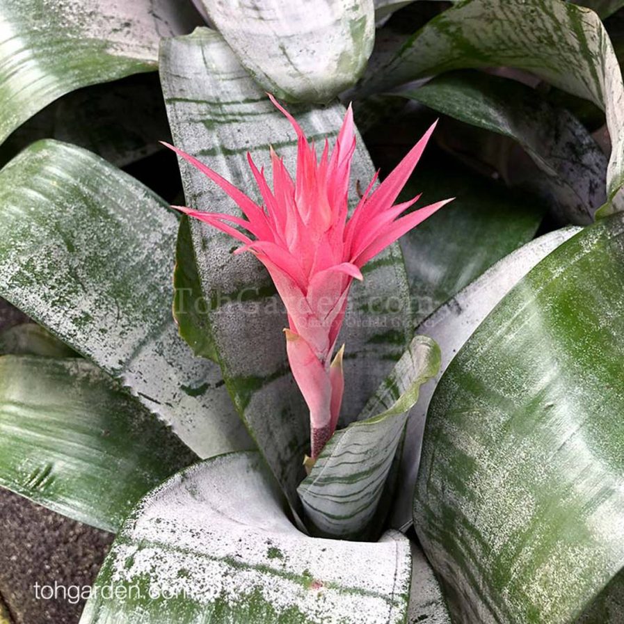 Aechmea fasciata