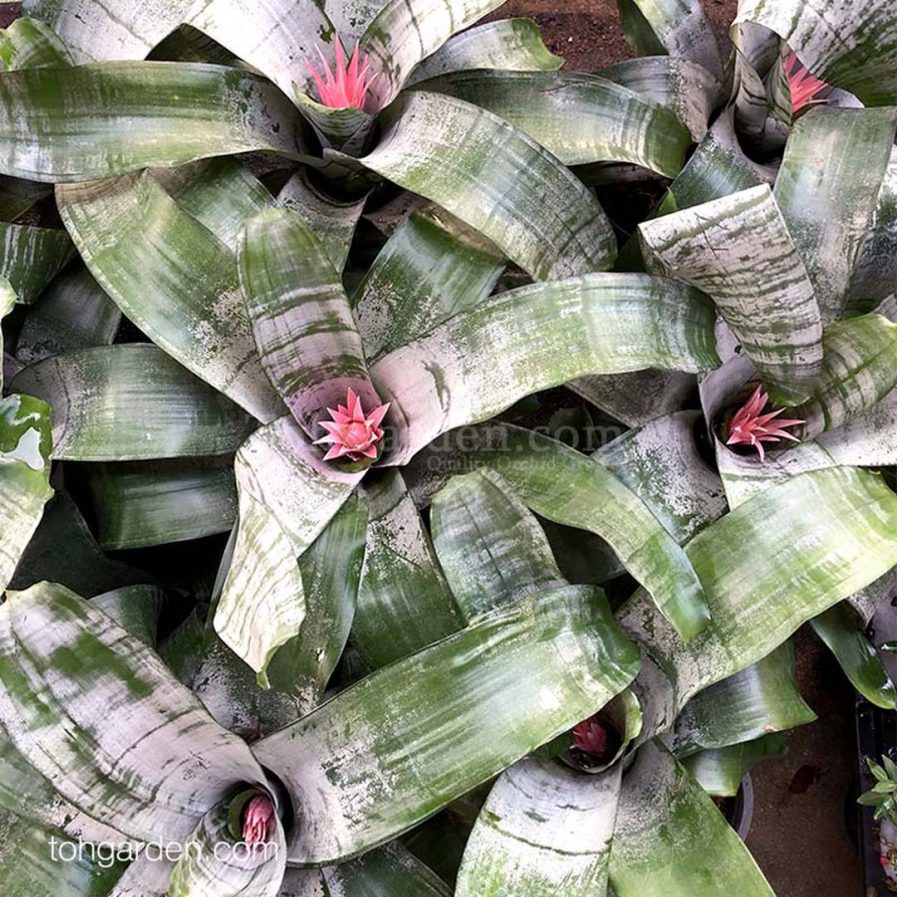 Aechmea fasciata